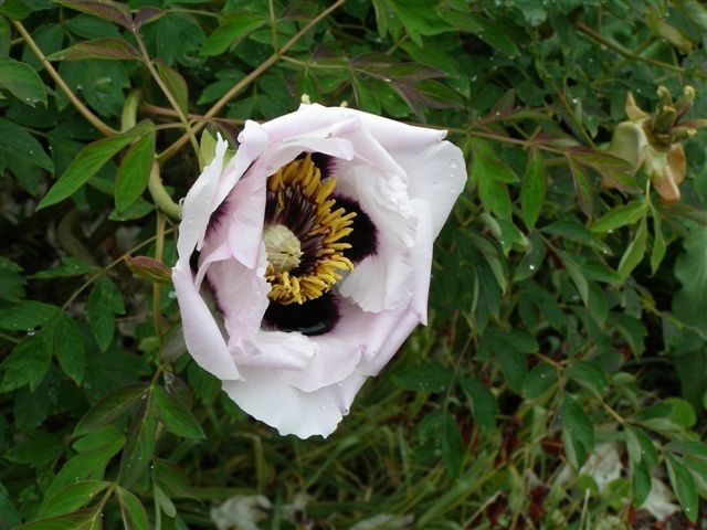A rare chinese tree peony